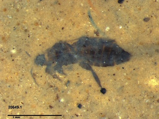 Genus sp