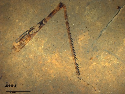 Genus sp