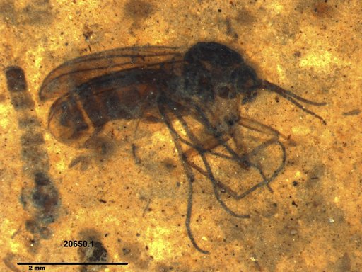Diptera