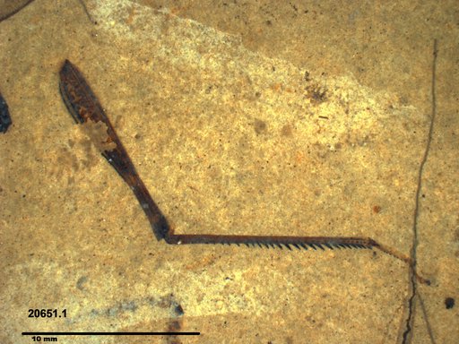 Genus sp