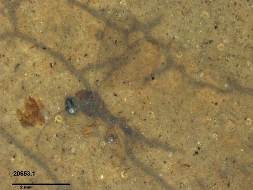 Diptera