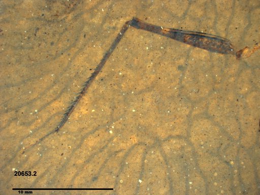 Genus sp