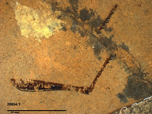 Genus sp