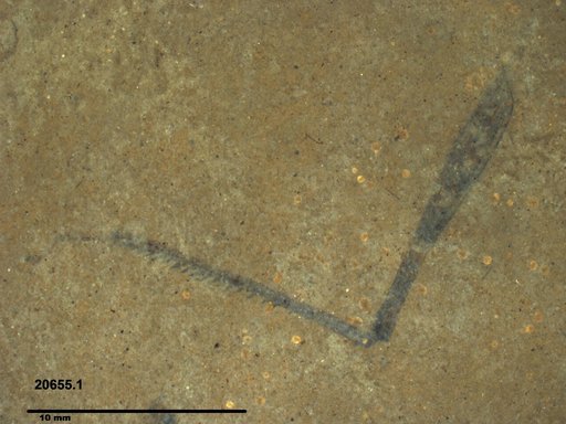 Genus sp