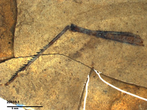 Genus sp
