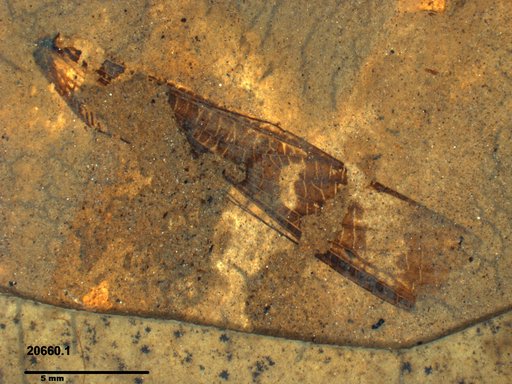 Genus sp