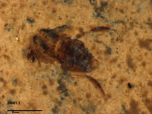 Genus sp