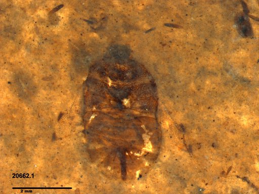 Genus sp