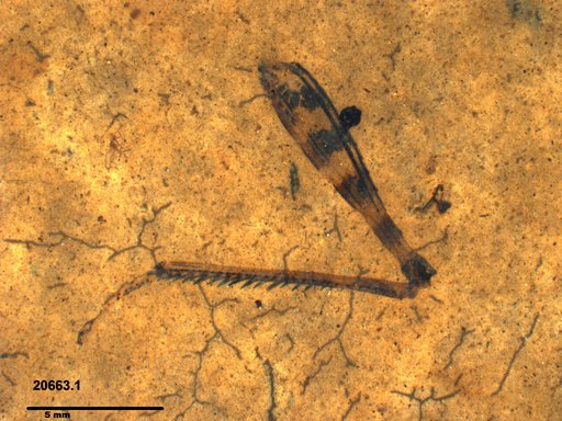 Genus sp