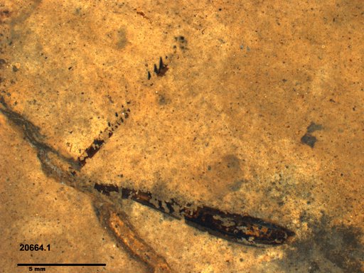 Genus sp