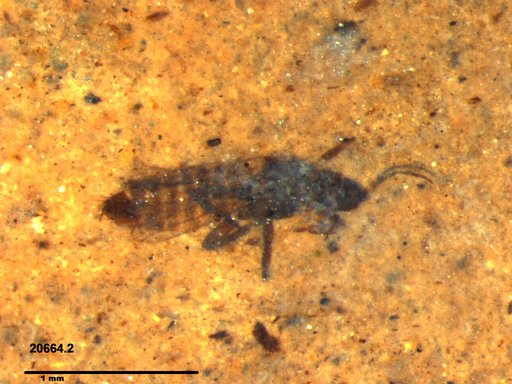 Genus sp