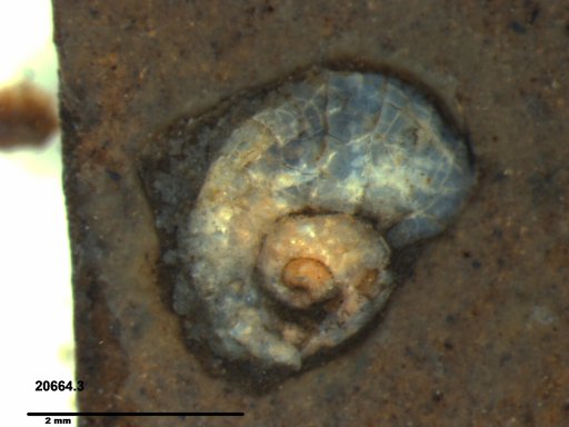 Gastropoda