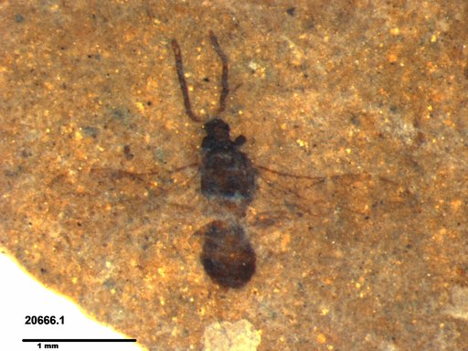 Braconidae