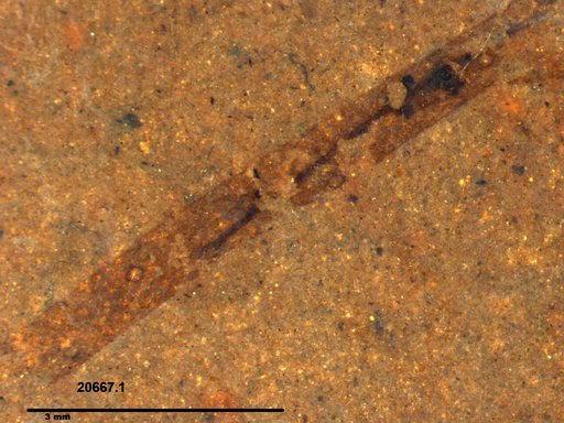 Tracheophyta