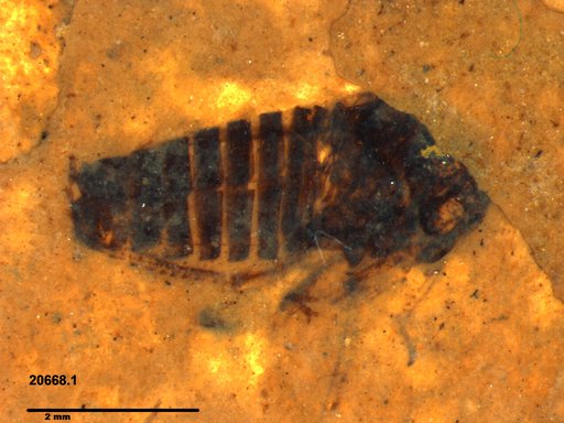 Genus sp