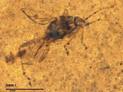 Genus sp