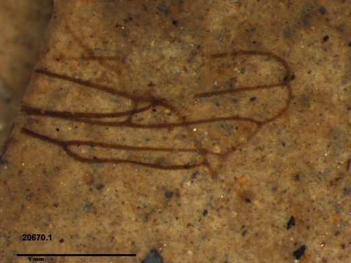 Insecta