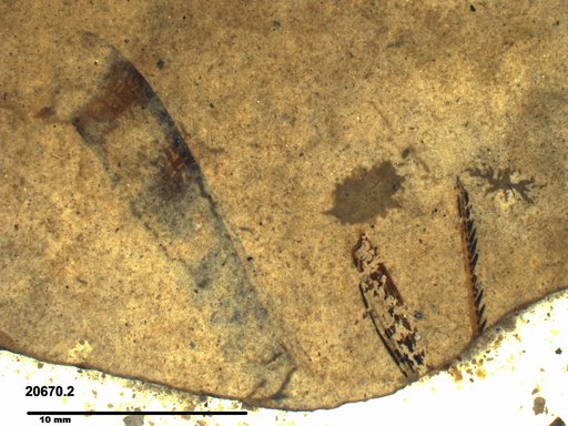 Genus sp