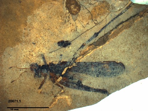 Genus sp
