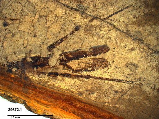Genus sp