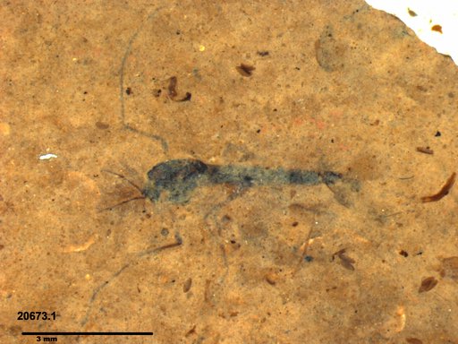 Genus sp
