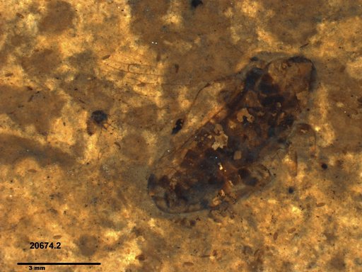 Genus sp
