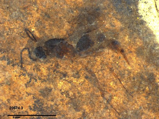 Proctotrupidae