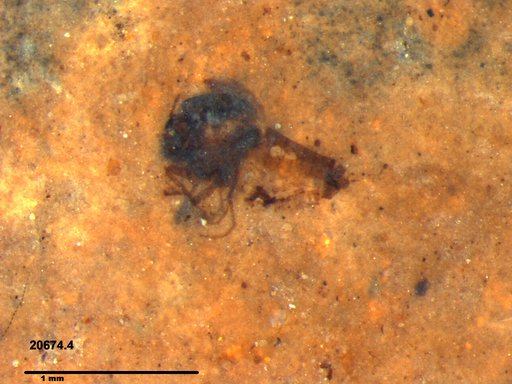 Diptera