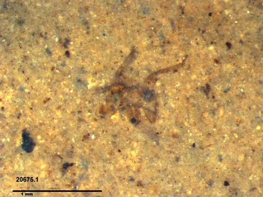 Genus sp