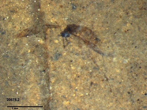 Diptera