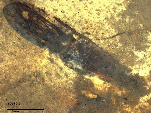 Genus sp