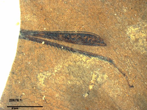 Genus sp