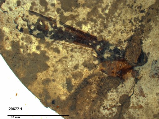 Genus sp