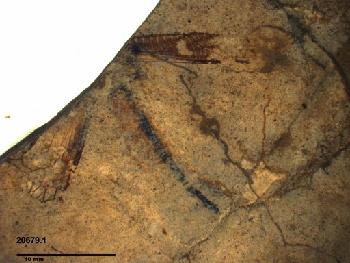Genus sp