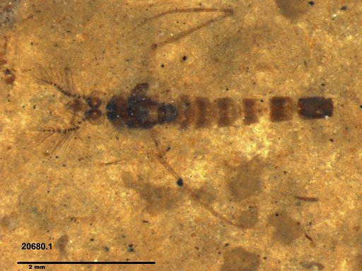 Chaoboridae