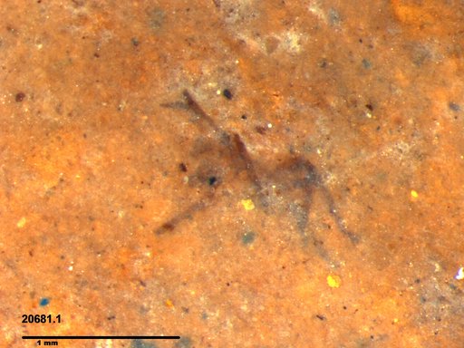 Genus sp