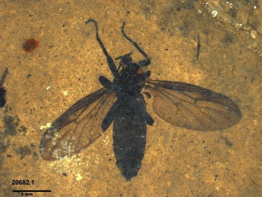 Genus sp