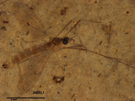 Diptera