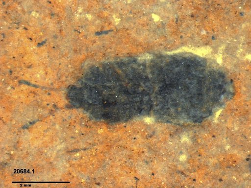 Genus sp