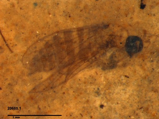 Diptera