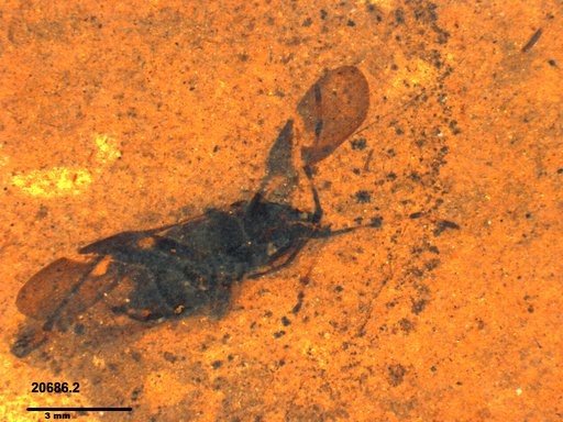 Genus sp