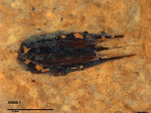Tracheophyta