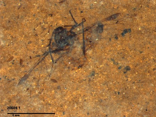 Aphididae