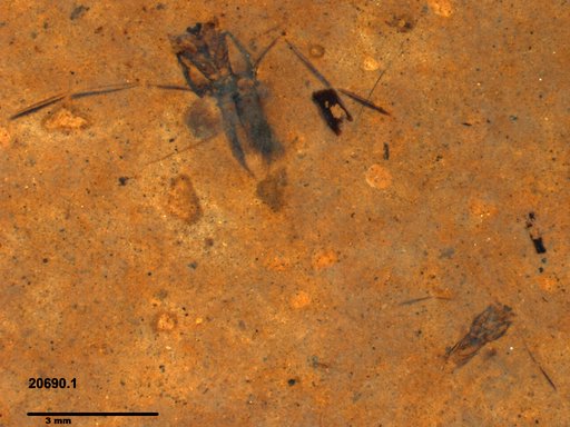 Notonectidae