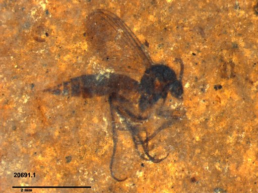 Diptera