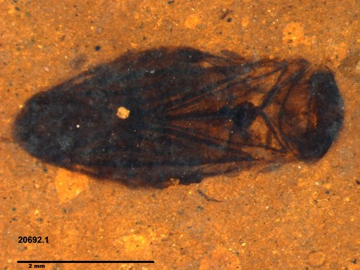 Corixidae