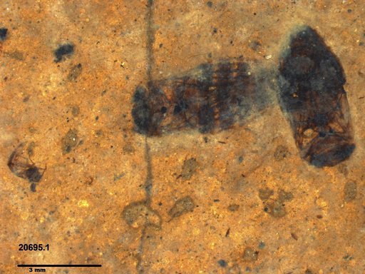 Corixidae