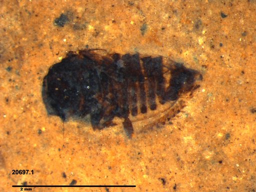 Genus sp
