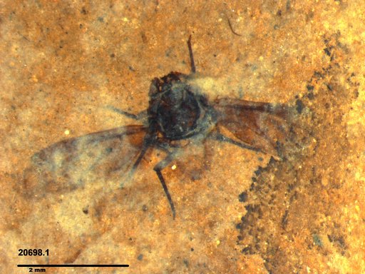 Aphididae