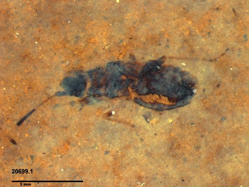Genus sp